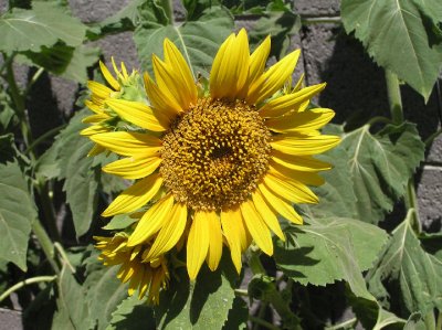 05-16-07 sunflower1.jpg