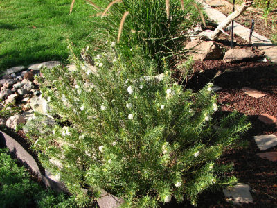07-12-07 pine needle milkweed.jpg