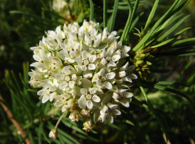 07-12-07 pine needle milkweed flower.jpg