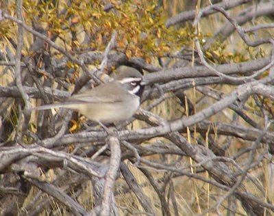 black_throated_sparrow