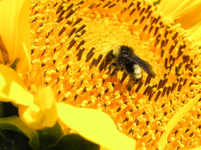 05-18-05 sunflower bee1.jpg