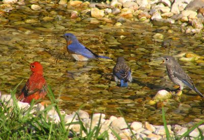 eastern_bluebird