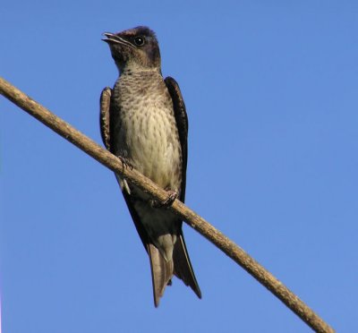 purple_martin