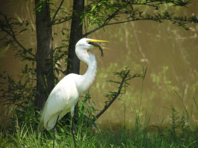 06-20-05 great egret.jpg