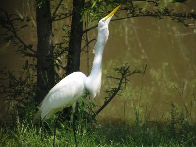 great_egret