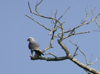 mississippi_kite