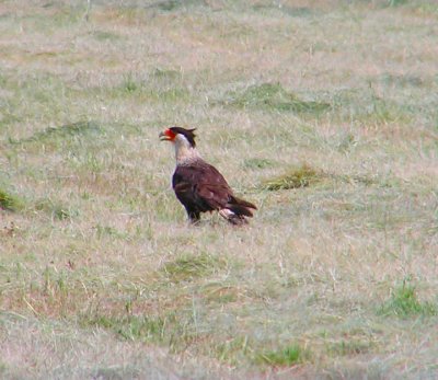 crested_caracara