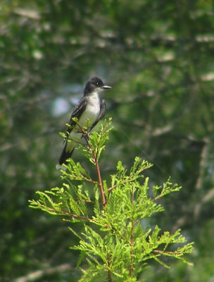 eastern_kingbird