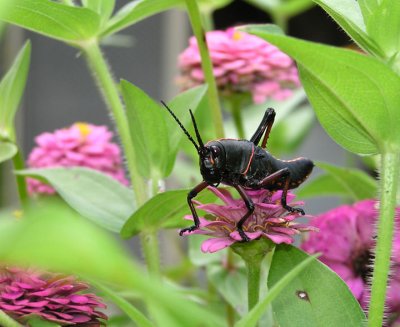 07-04-05 grasshopper1.jpg