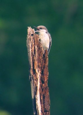 07-01-05 nuthatch tongue.jpg