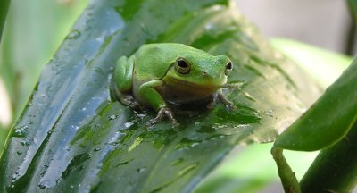 07-13-05 tree frog.jpg
