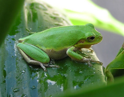 07-13-05 green treefrog.jpg
