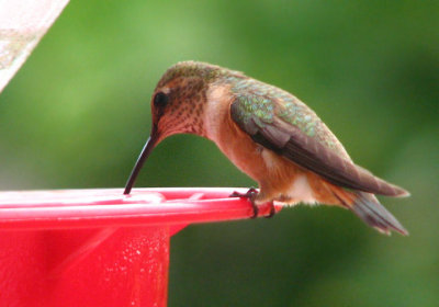 07-28-07 selasphorus2.jpg