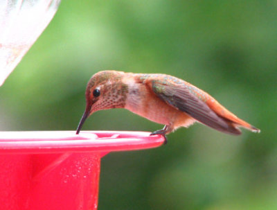 07-28-07 selasphorus5.jpg