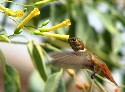 rufous