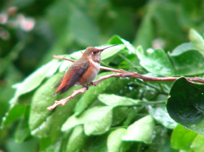 07-28-07 selasphorus9.jpg