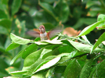07-28-07 selasphorus10.jpg