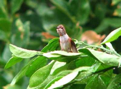 07-28-07 selasphorus11.jpg