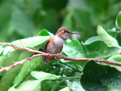 07-28-07 selasphorus12.jpg
