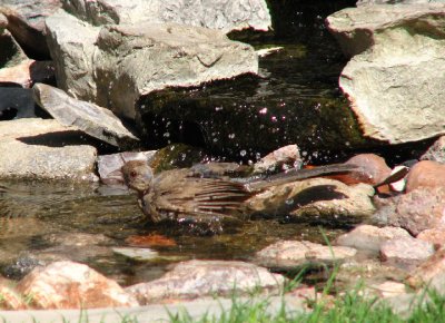 08-21-07 aberts bathing2.JPG
