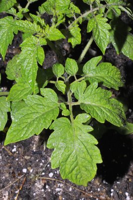 IMG05847.jpg