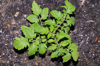 IMG05849.jpg