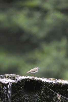 IMG06419.jpg
