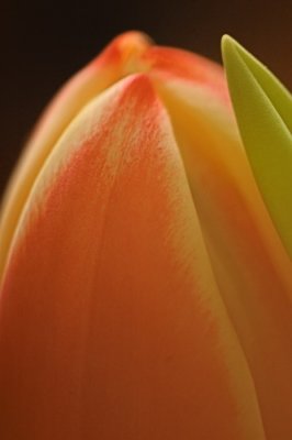 11/7/06 - Tulip Macro