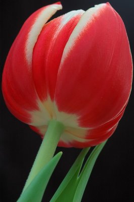 11/8/06 - Tulip