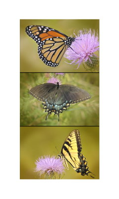 12/8/06 - Butterfly Triptych 2