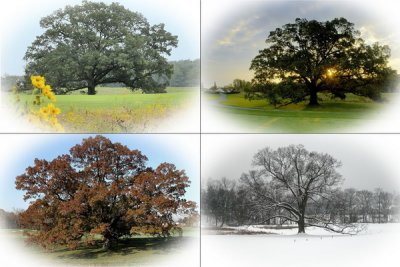 8 - HH Oak Seasons