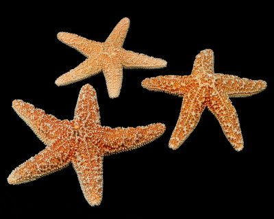 1/5/06 - Starfish