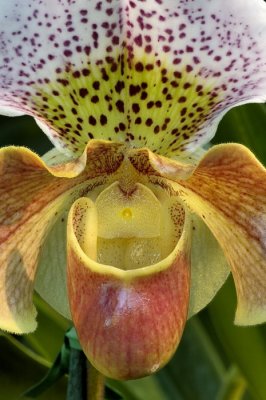 2/10/07 - Slipper Orchid