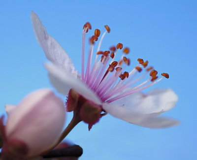 3/25/07 - Flowering Plum