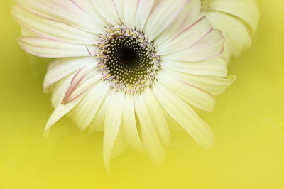 3/29/07 - Gerbera Shoot Through