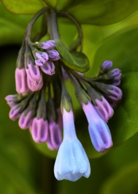 3/31/07 - Virginia Bluebells