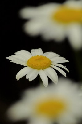 5/17/07 - Daisy