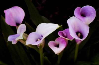 5/14/07 - Lilies in a Row