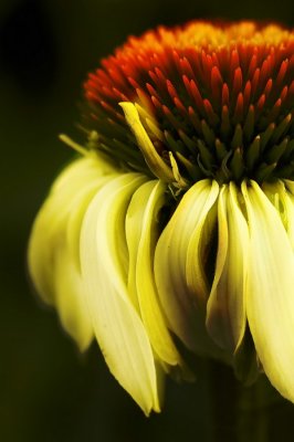 6/20/07 - Coneflower