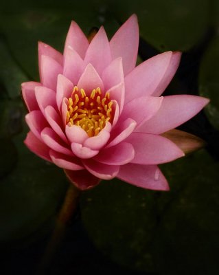 7/14/07 - Water Lily