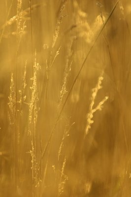 7/14/07 - Golden Grass