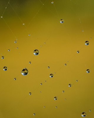 7/17/07 - Spider Web