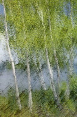 7/25/07 - Painterly Birches