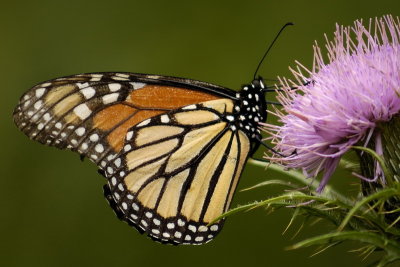 8/20/07 - Butterfly Portrait