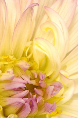 8/24/07 - Dahlia Macro