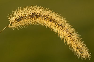 9/9/07 - Grass Seed