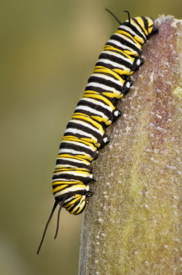 9/10/07 - Monarch Caterpillar