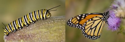 9/10/07 - Becoming a Monarch