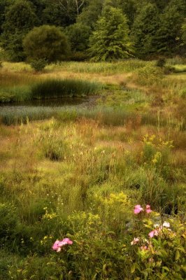 9/14/07 - Wetlands