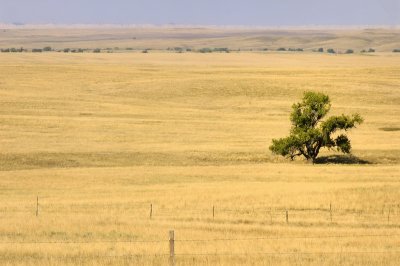 9/19/07 - Tree on the Prairie (Ed)